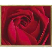 Постер "Красная роза", 40 см х 50 см артикул 2282b.